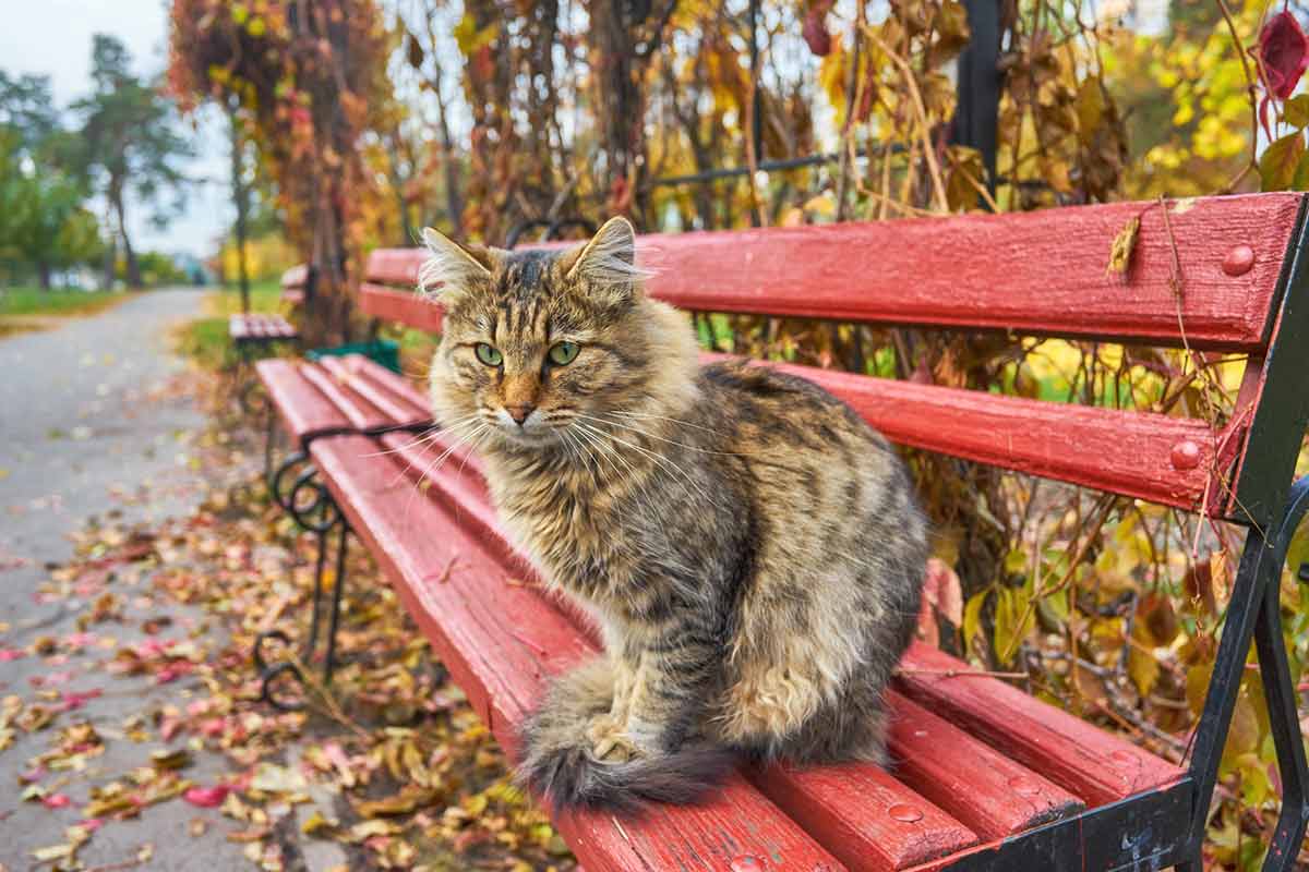 chat-retrouver-chemin-perdu
