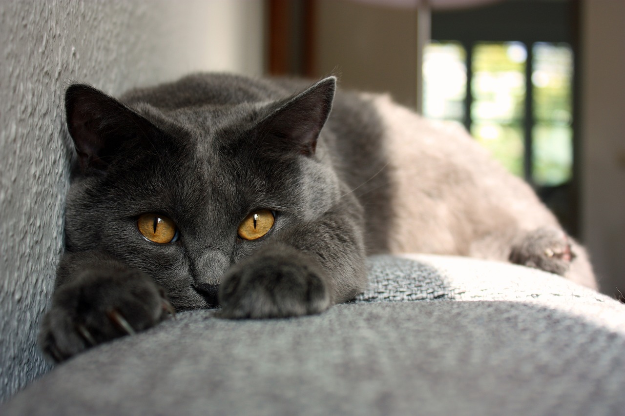 chat-risque-de-vous-oublier-absenter