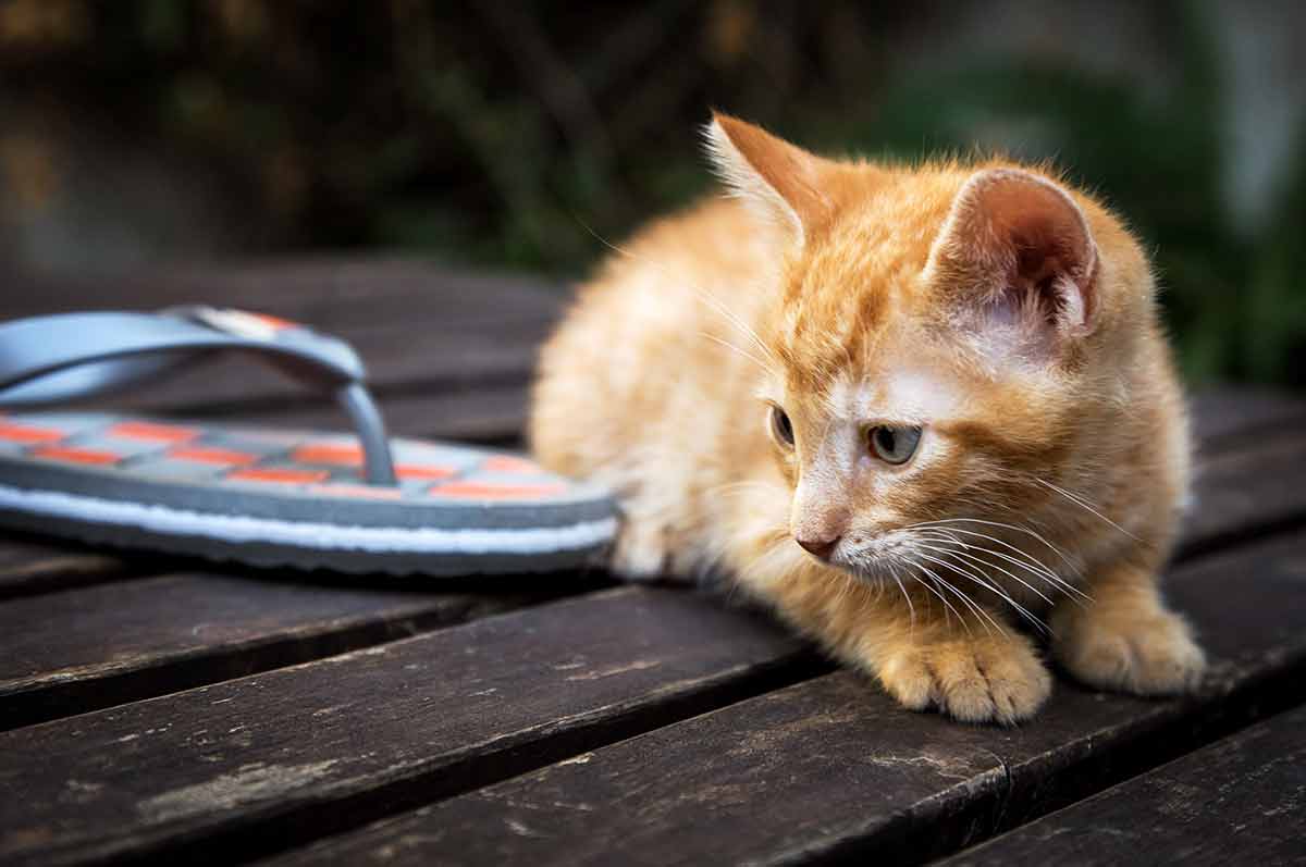 chat-sait-quand-vous-etes-trsite