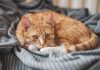 chat urine sur lit