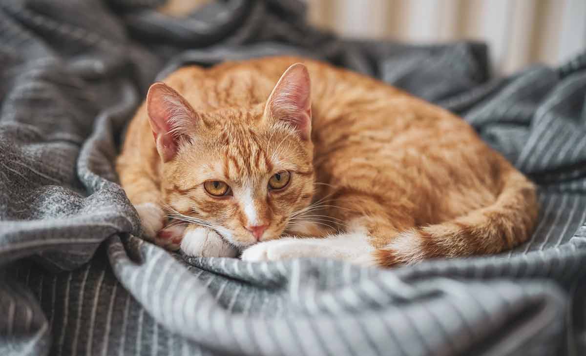 chat urine sur lit