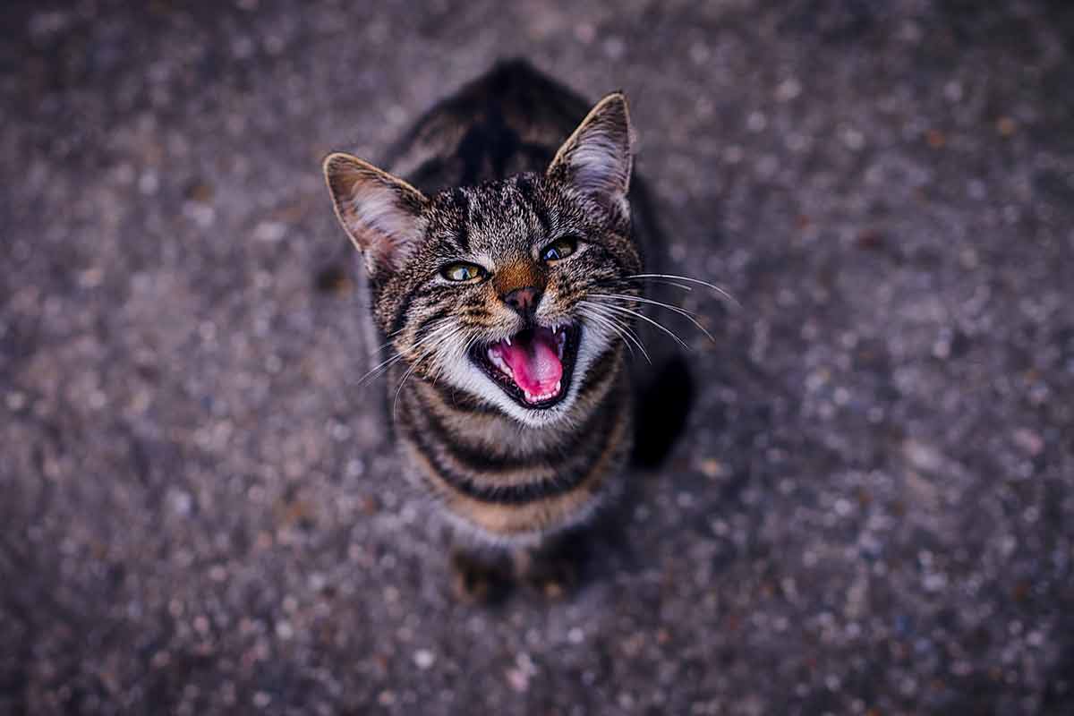 choses-que-les-chats-ont-plus-peur
