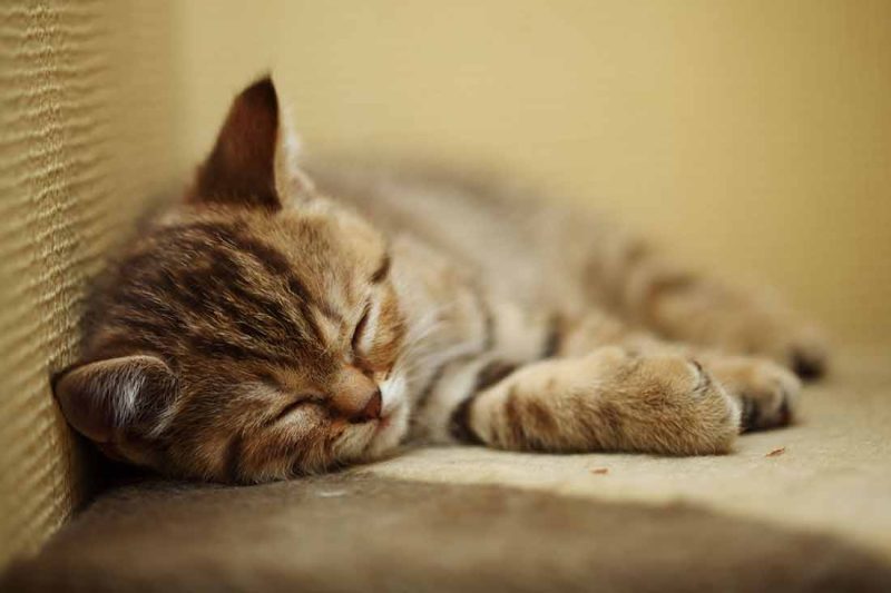 Combien d’heures un chat dortil dans la journée ? A quel moment s’inquiéter ?