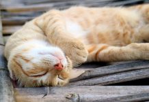 combien heures sommeil votre chat a besion