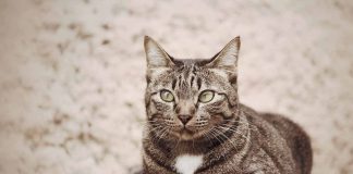 Comment faire chat vive plus longtemps