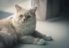 différentes postures de votre chat