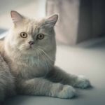 différentes postures de votre chat