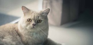 différentes postures de votre chat