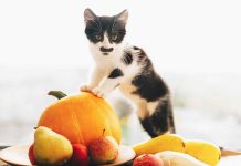 fruits que vous pouvez donner à votre chat