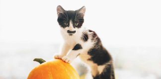 fruits que vous pouvez donner à votre chat