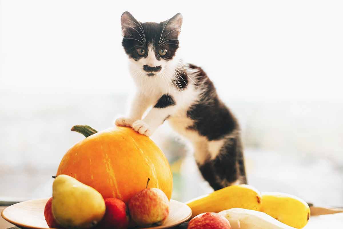 fruits que vous pouvez donner à votre chat