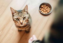 légumes alimentation pour votre chat