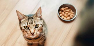 légumes alimentation pour votre chat