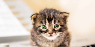 musiques et les chansons préférées de votre chat