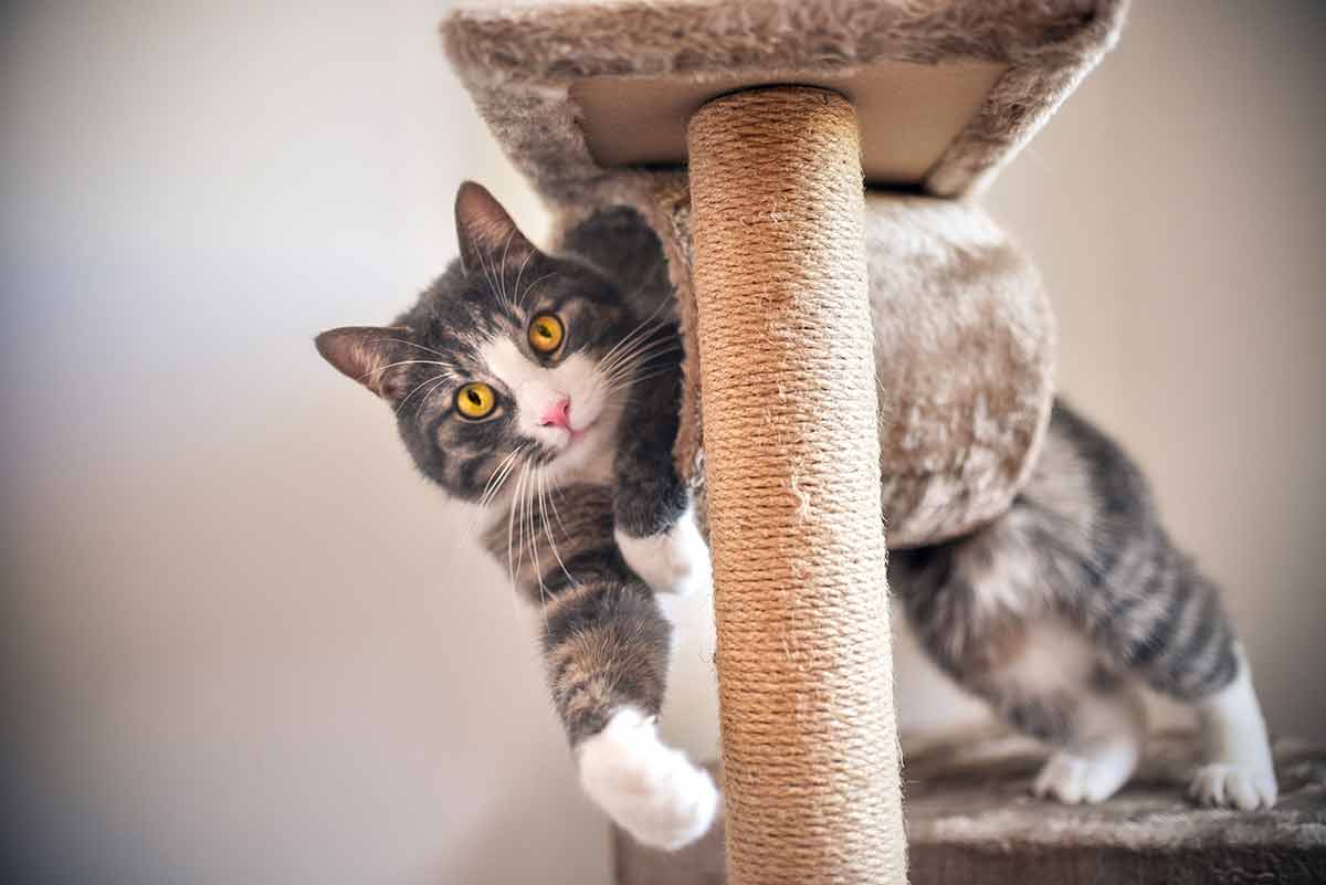 objets-essentiels-chat-maison