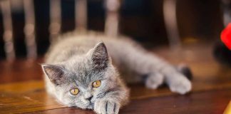 occuper votre chat quand vous n’êtes pas là