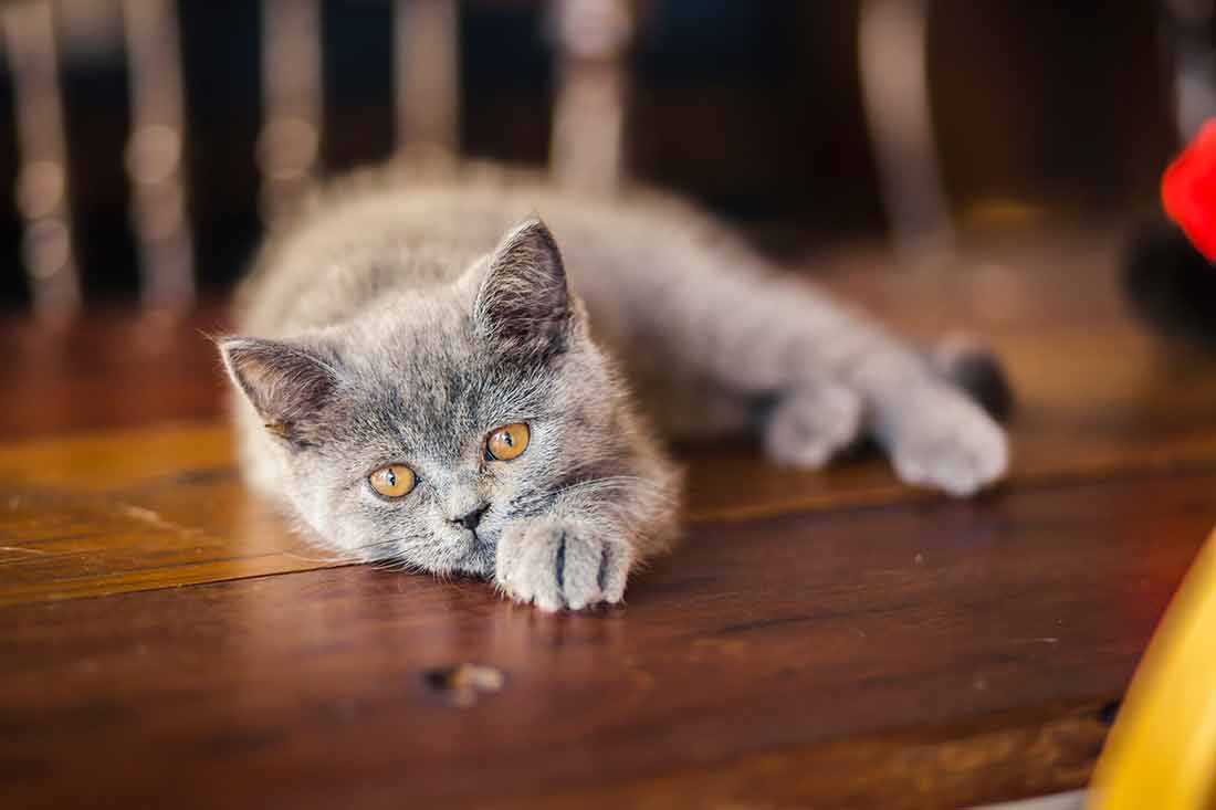 occuper votre chat quand vous n’êtes pas là