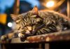Pourquoi votre chat aime dormir en hauteur