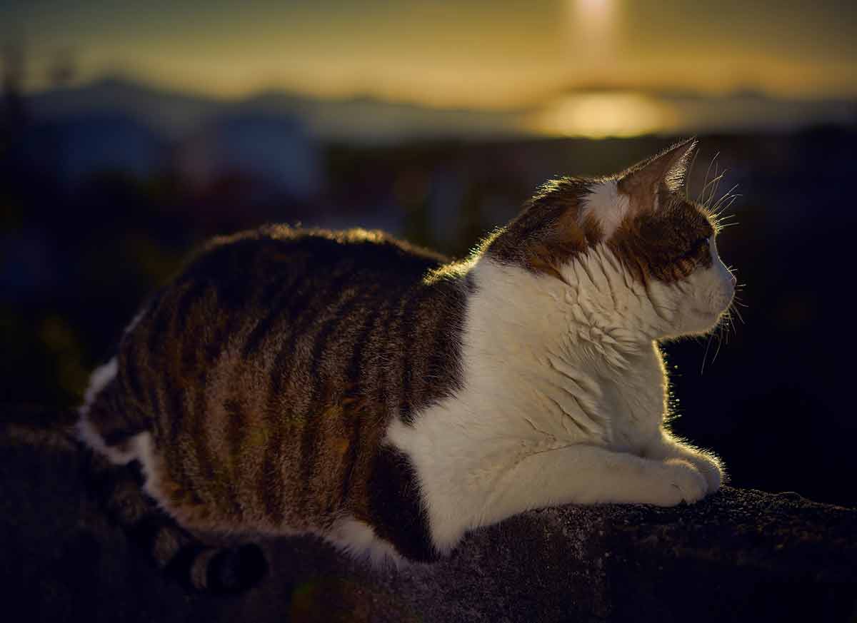 pourquoi-chat-demande-sortir-nuit