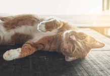 pourquoi chat dort plein soleil