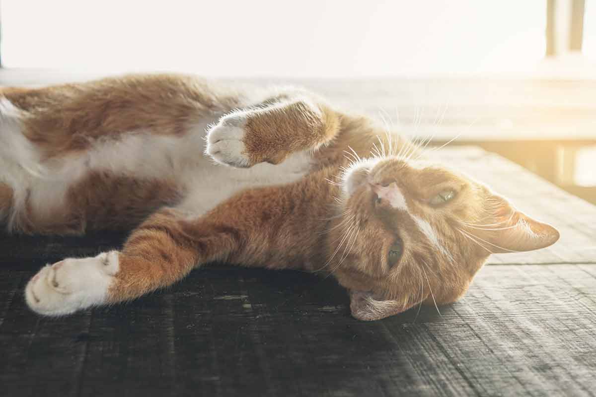 pourquoi chat dort plein soleil