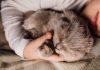pourquoi votre chat mord pendant dormez