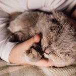 pourquoi votre chat mord pendant dormez