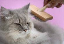 Pourquoi mon chat perd il autant de poils