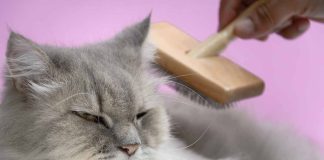 Pourquoi mon chat perd il autant de poils