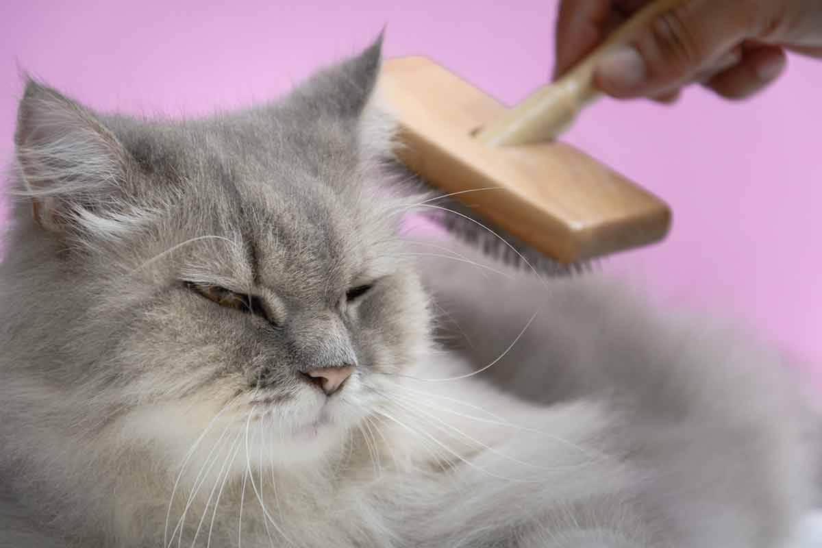 Pourquoi mon chat perd il autant de poils