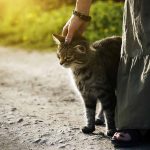 Pourquoi votre chat ronronne quand il est avec vous