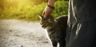 Pourquoi votre chat ronronne quand il est avec vous