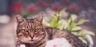 prendre soin de votre chat âgé