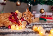 protéger votre sapin de Noël de votre chat