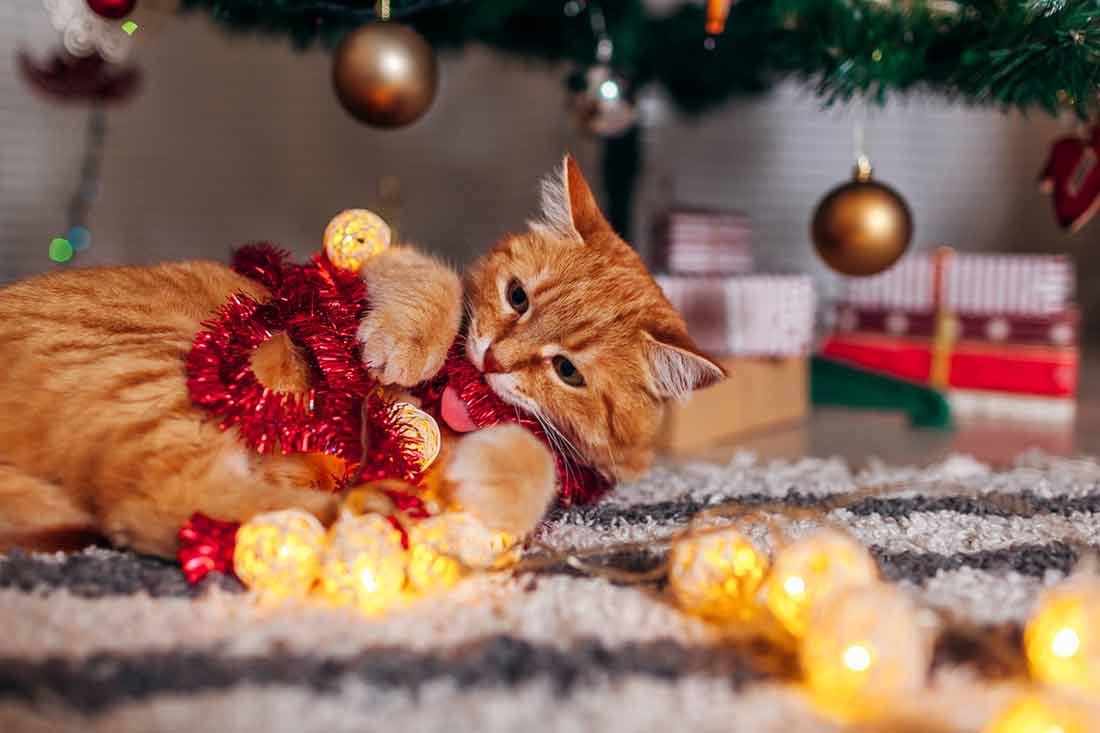 protéger votre sapin de Noël de votre chat