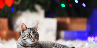 Que faire de votre chat pendant les vacances d’hiver
