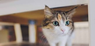 que fait votre chat seul à la maison