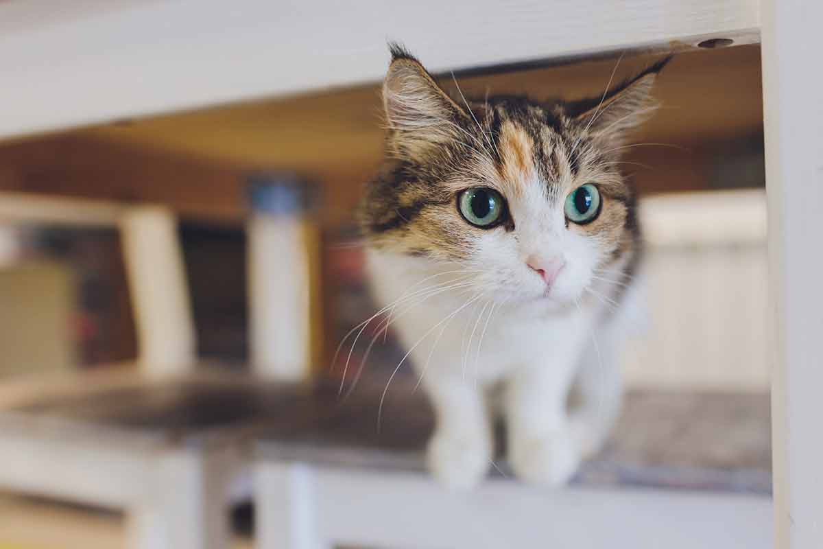 que fait votre chat seul à la maison