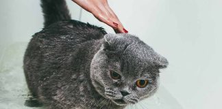 quel moment votre chat doit il prendre un bain