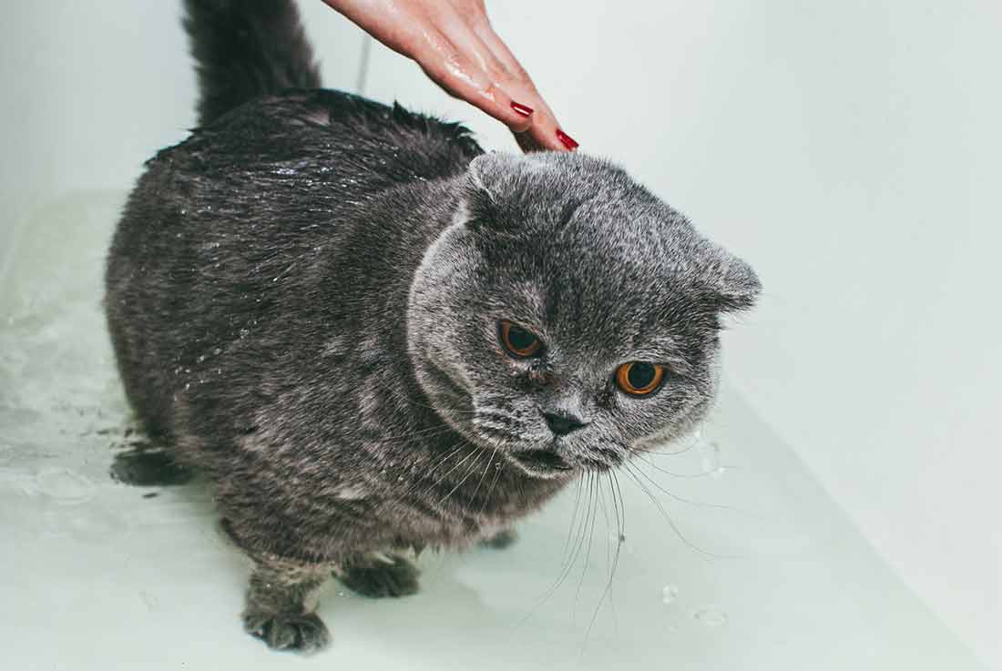quel moment votre chat doit il prendre un bain