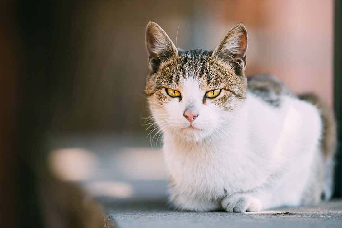 rassurer et déstresser votre chat