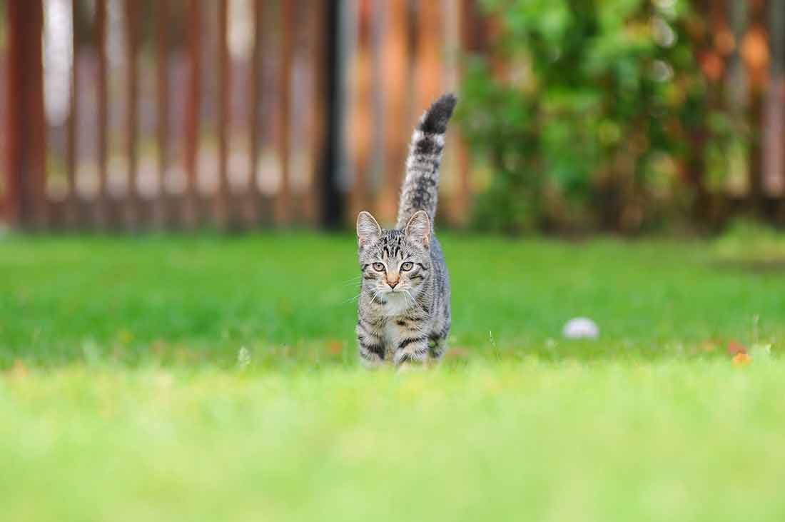 répulsif naturel pour chats