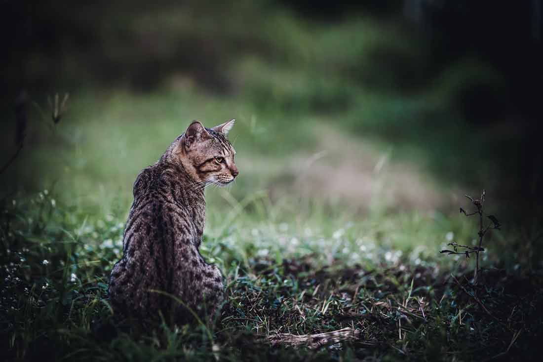 retrouve son chat disparu grâce à sa puce électronique