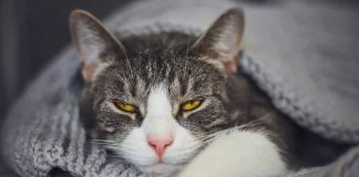 signes chat a de la fièvre