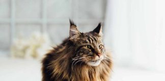 signes que votre chat est intelligent