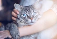 signes êtes l’humain préféré de votre chat