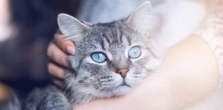 signes êtes l’humain préféré de votre chat