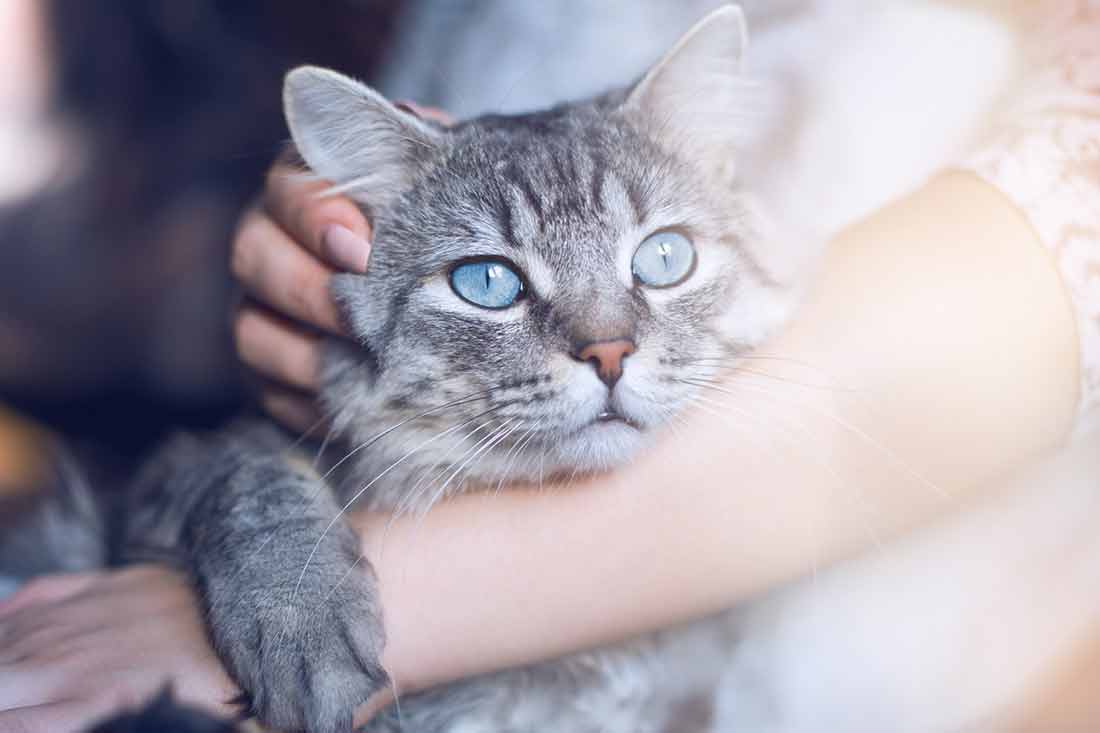 signes êtes l’humain préféré de votre chat