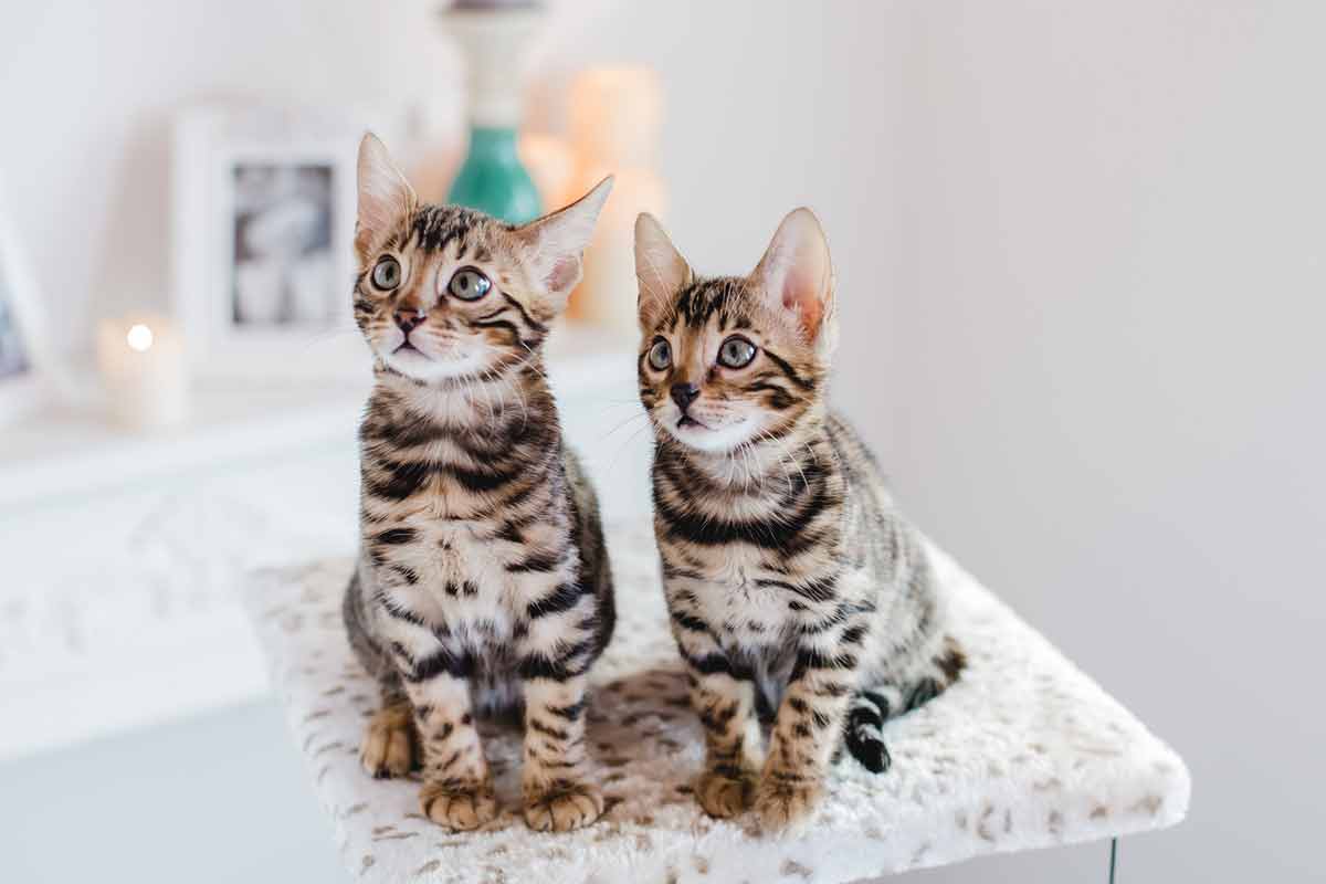 a partir de quel age un chat devient senior