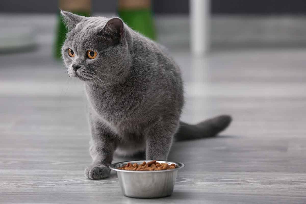 aliments.pas-donner-chat-noel